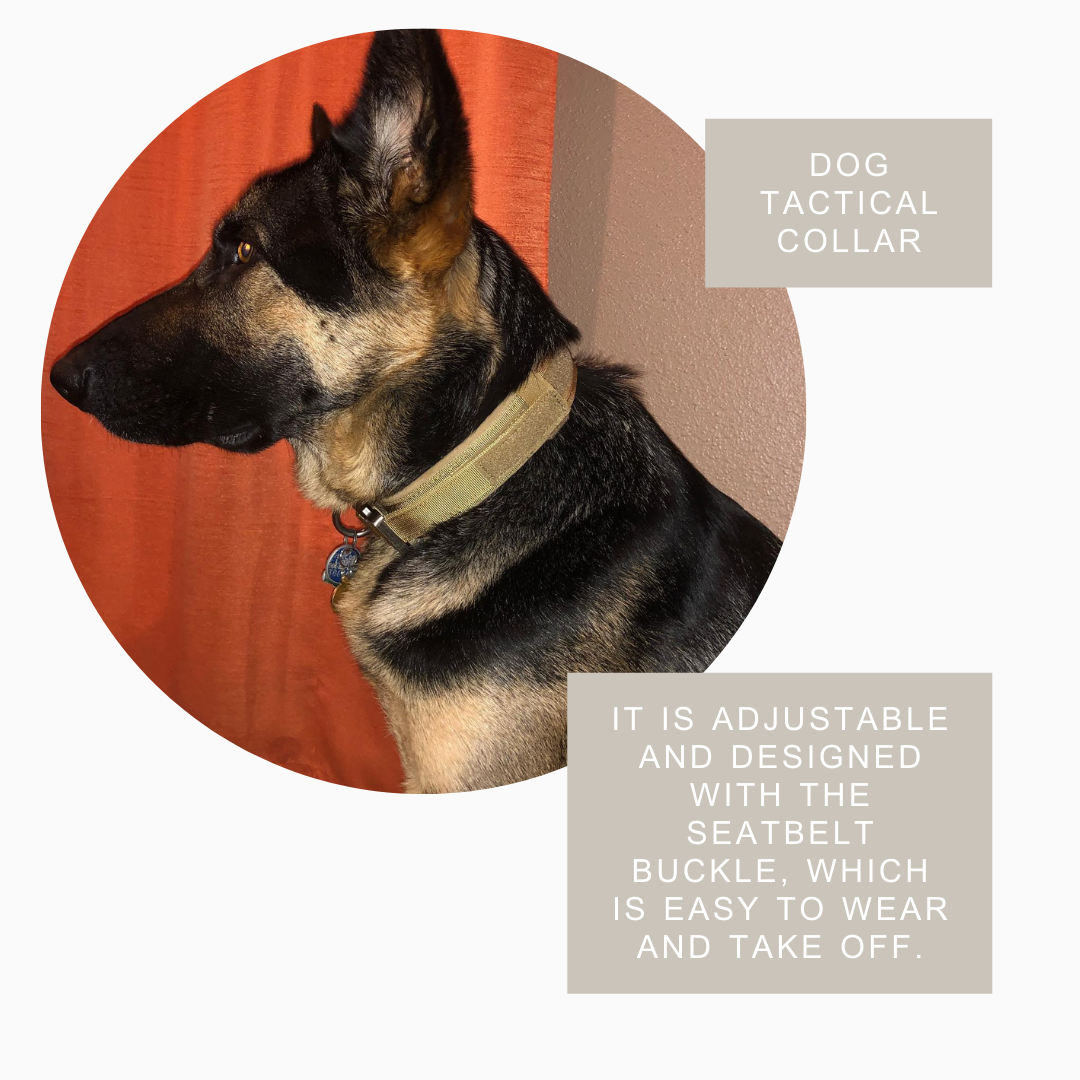 Heavy-Duty Tactical Dog Collar