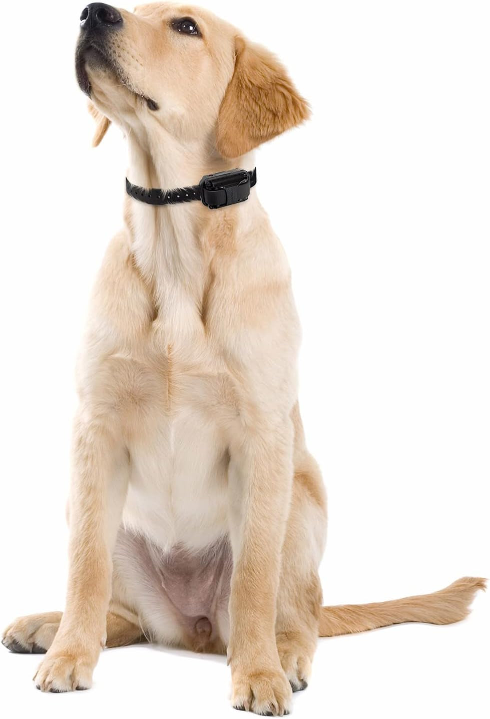 E-Collar  Upland Dog Training Collar, Orange, 2 Med/Large Dogs | 100 Levels of Safe Stimulation, 1 Mile Range, Waterproof & Rechargeable, Night Light, Includes Premium Finger Clicker