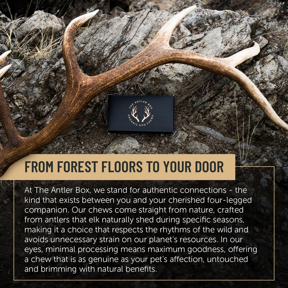 The Antler Box Premium Elk Antler Dog Chews (1 Pound Box) (Small (7-8 Pieces) Whole/Split Mixed)